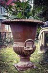 Buxus cast iron pot / Rustic
